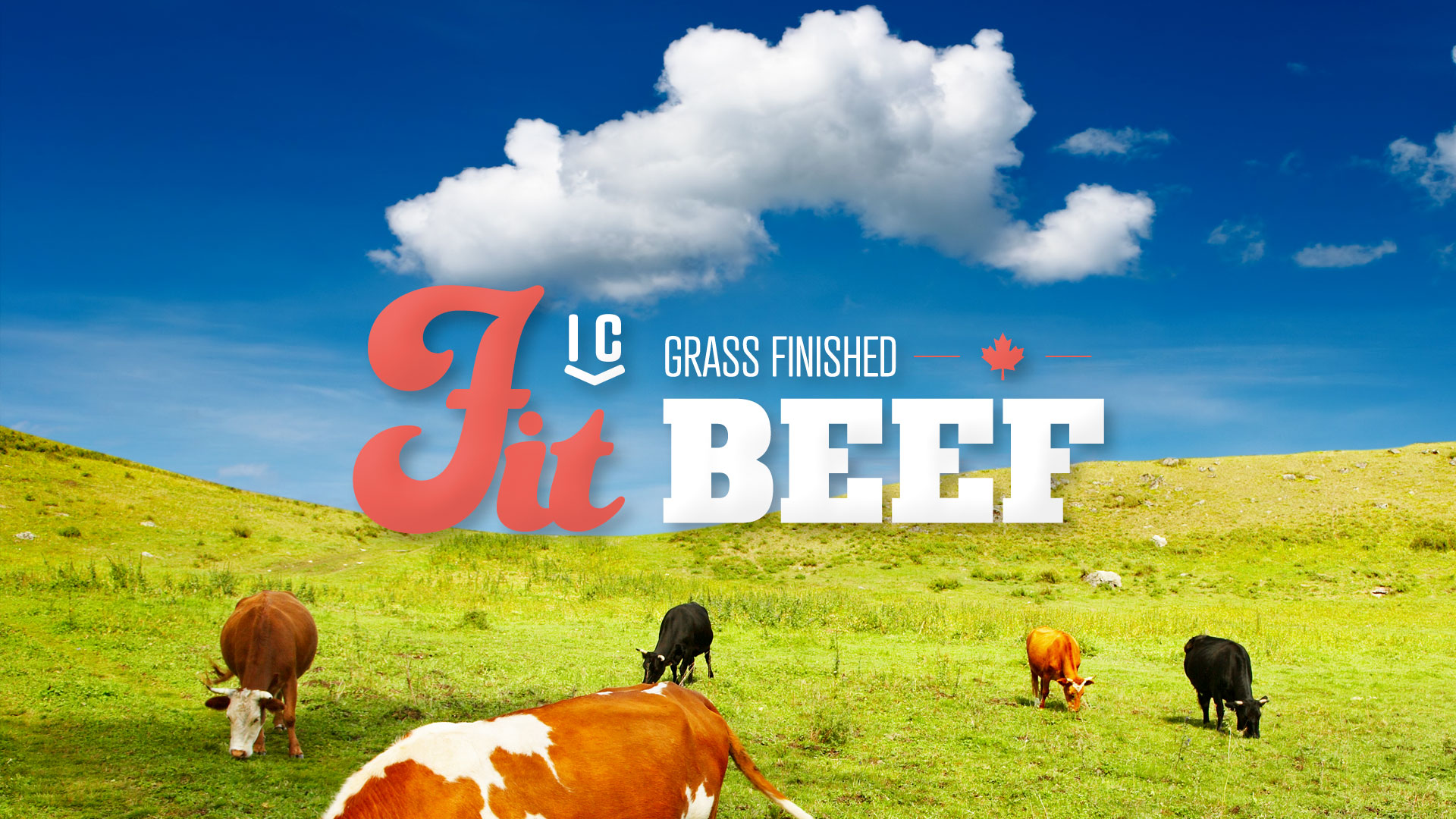 IC Fit Beef — 2